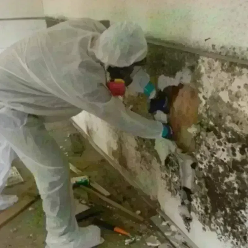 Mold Remediation and Removal in Gillespie, IL